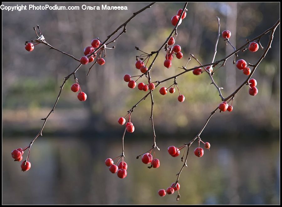 Blossom, Cherry Blossom, Flower, Flora, Plant, Cherry, Fruit