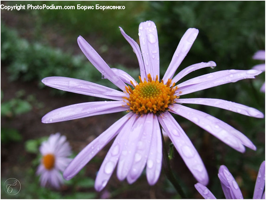 Daisies, Daisy, Flower, Plant, Aster, Blossom, Asteraceae