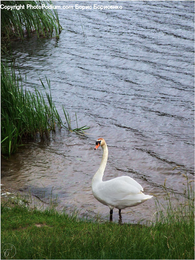 Bird, Goose, Waterfowl, Crane Bird, Heron, Swan, Duck
