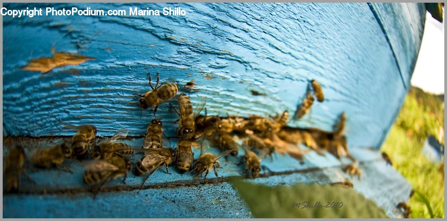 Boat, Dinghy, Arachnid, Insect, Invertebrate, Spider, Tarantula