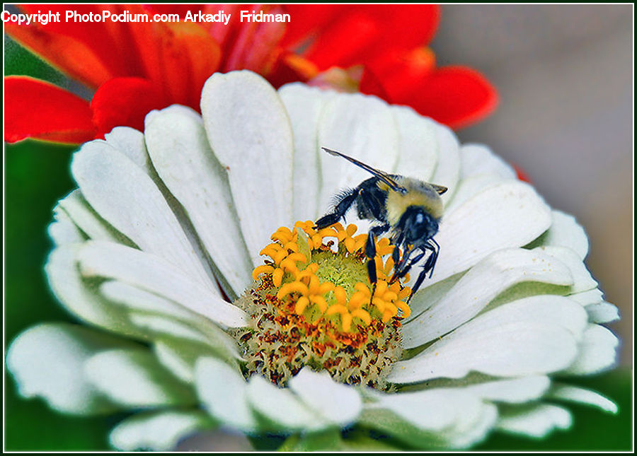 Bee, Insect, Invertebrate, Andrena, Apidae, Bumblebee, Honey Bee