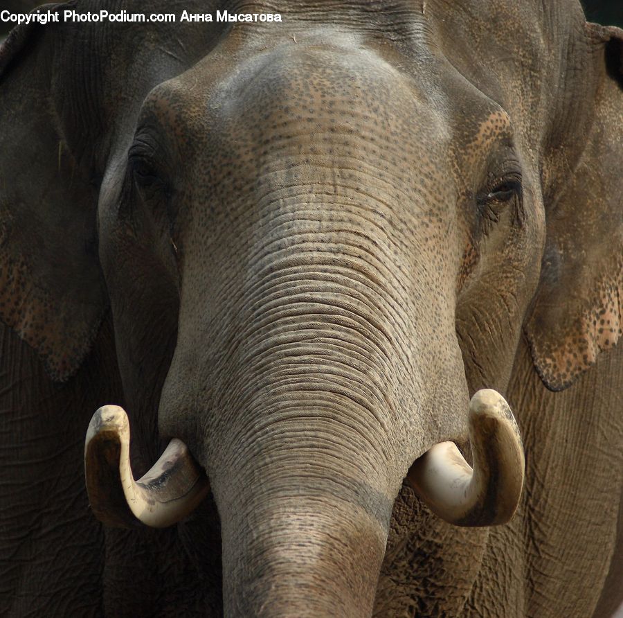 Animal, Elephant, Mammal