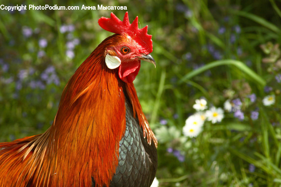 Fowl
