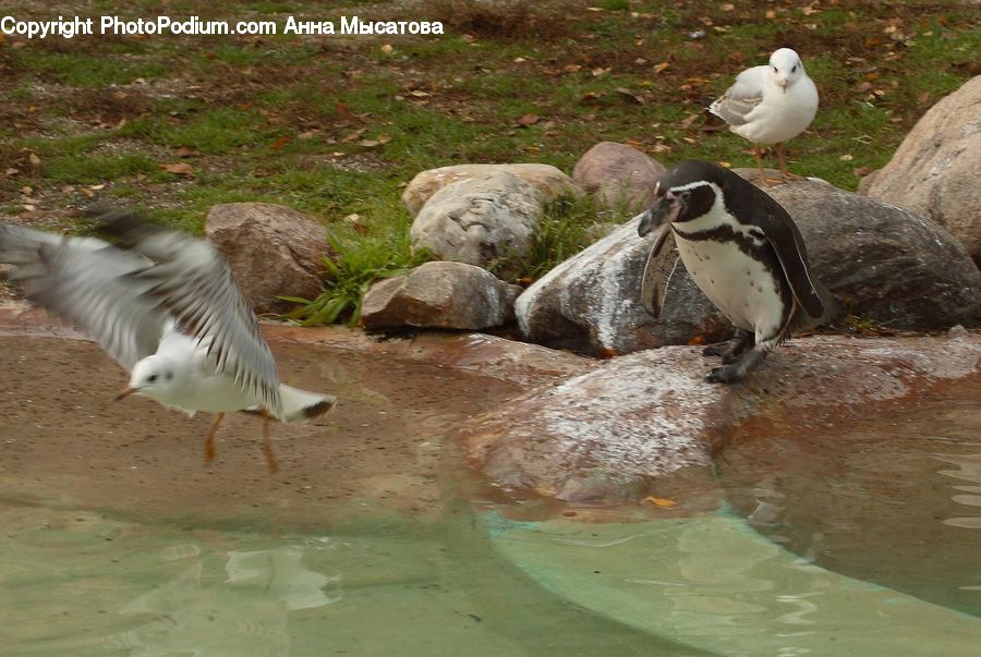 Bird, Goose, Waterfowl, Animal, Zoo, Seagull, Rock