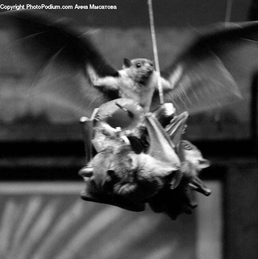 Animal, Bat, Racket, Mammal, Rat, Rodent, Adorable