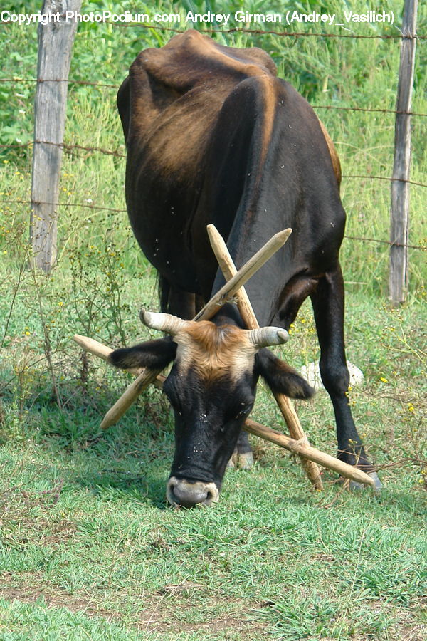 Angus, Animal, Bull, Mammal, Bongo, Percussion