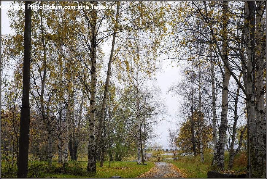 Birch, Tree, Wood, Dirt Road, Gravel, Road, Forest