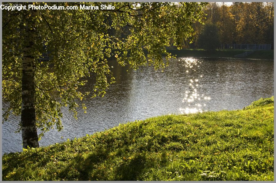 Fence, Hedge, Plant, Outdoors, Pond, Water, Moss