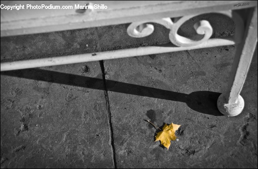 Maple, Maple Leaf, Plant, Asphalt, Tarmac, Leaf