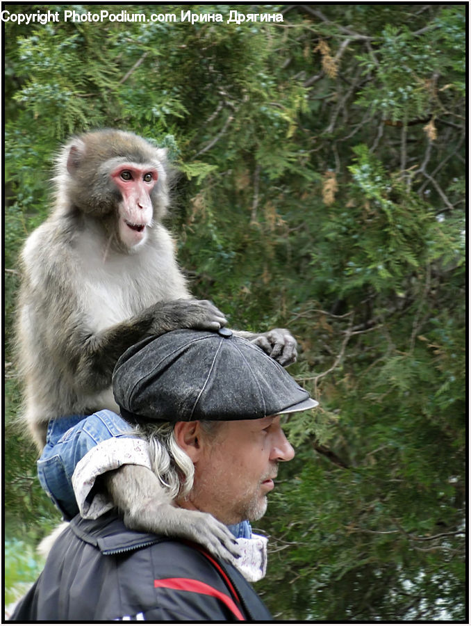 Animal, Mammal, Monkey, People, Person, Human, Face