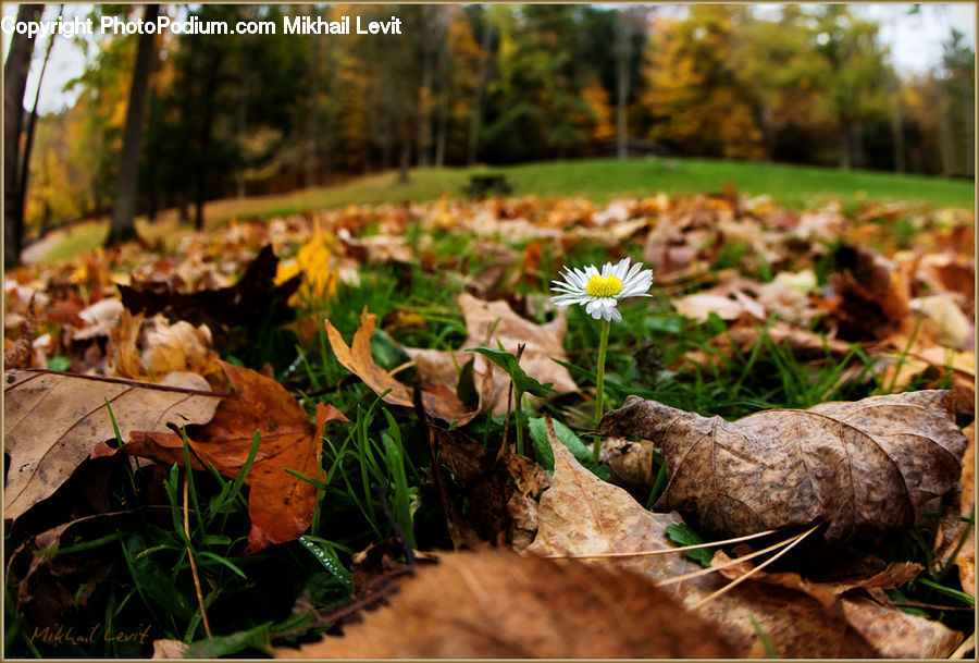 Food, Pizza, Agaric, Amanita, Fungus, Mushroom, Plant