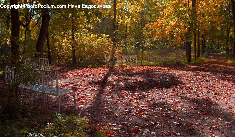 Plant, Potted Plant, Forest, Grove, Land, Vegetation, Dirt Road
