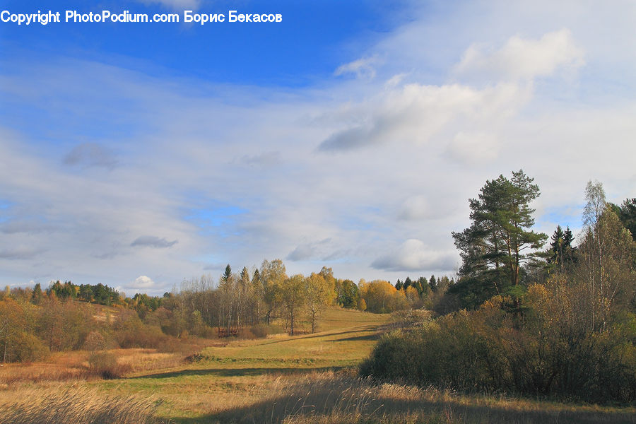 Dirt Road, Gravel, Road, Field, Grass, Grassland, Land