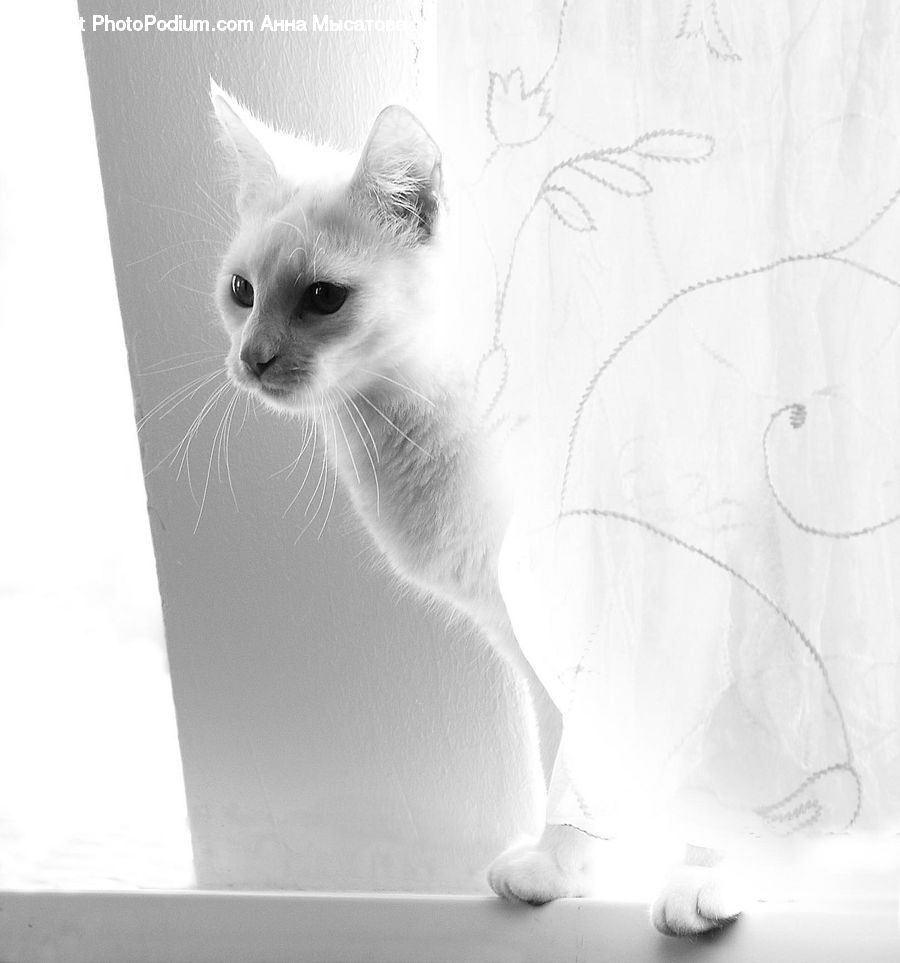 Animal, Cat, Pet, Siamese, Adorable, Angora