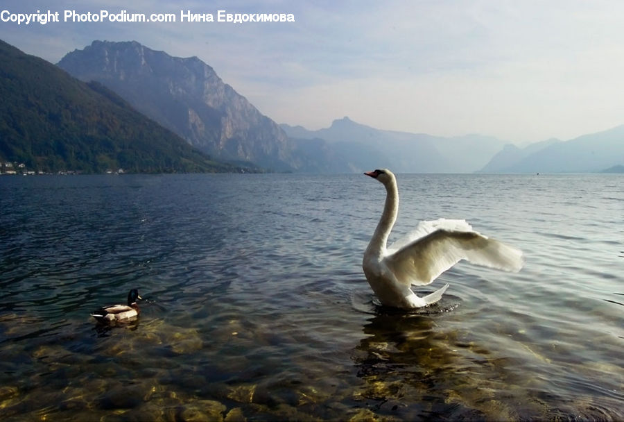 Bird, Waterfowl, Alps, Crest, Mountain, Peak, Goose