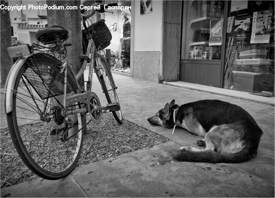 Bicycle, Bike, Vehicle, Animal, Cyclist, Shop, Brick