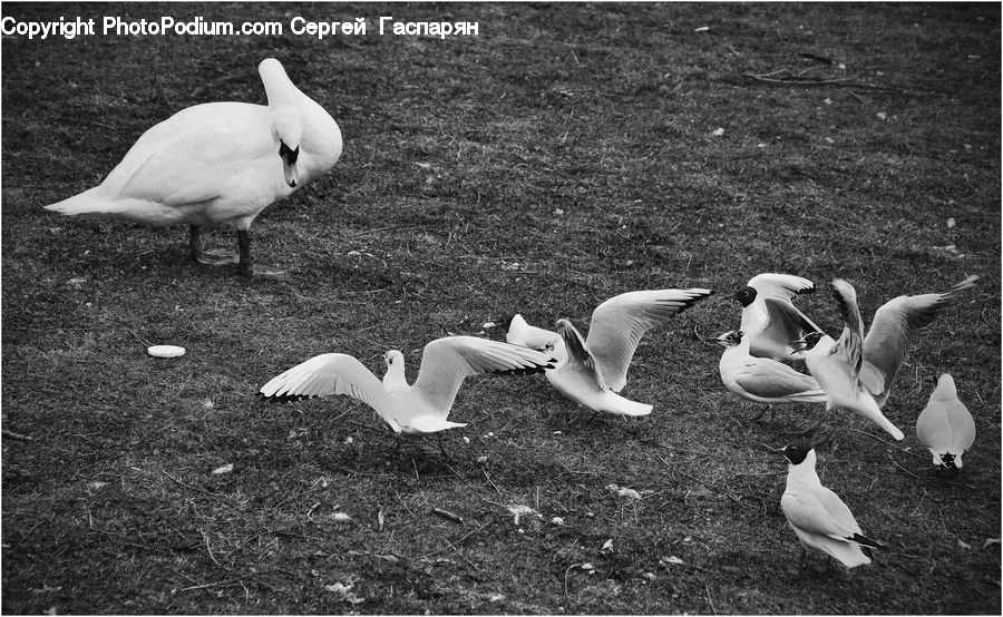 Bird, Seagull, Waterfowl, Asphalt, Tarmac, Albatross, Grouse