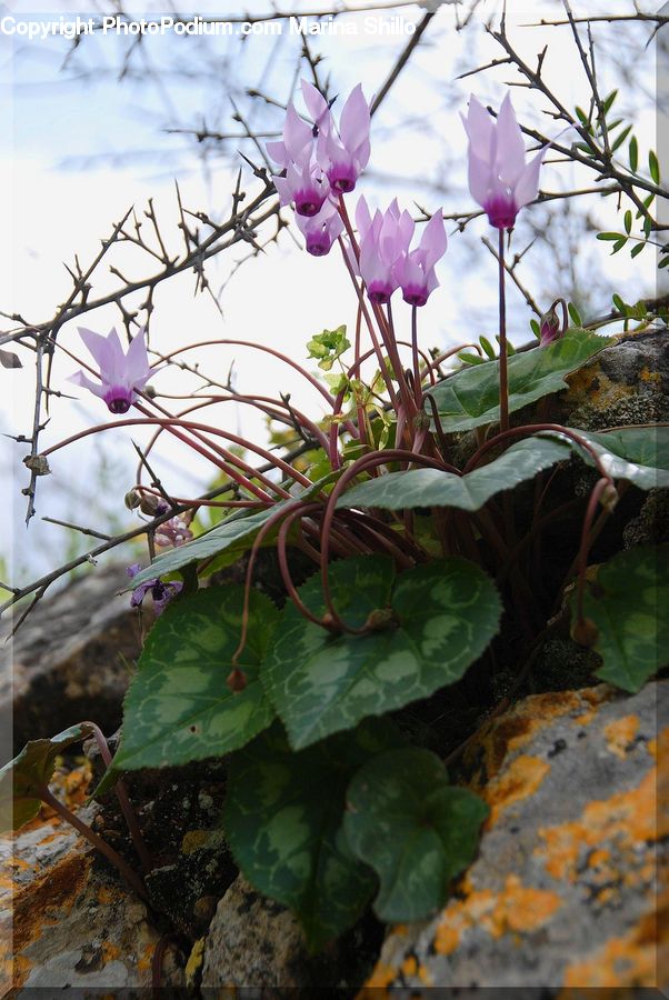 Blossom, Flora, Flower, Geranium, Plant, Potted Plant, Floral Design