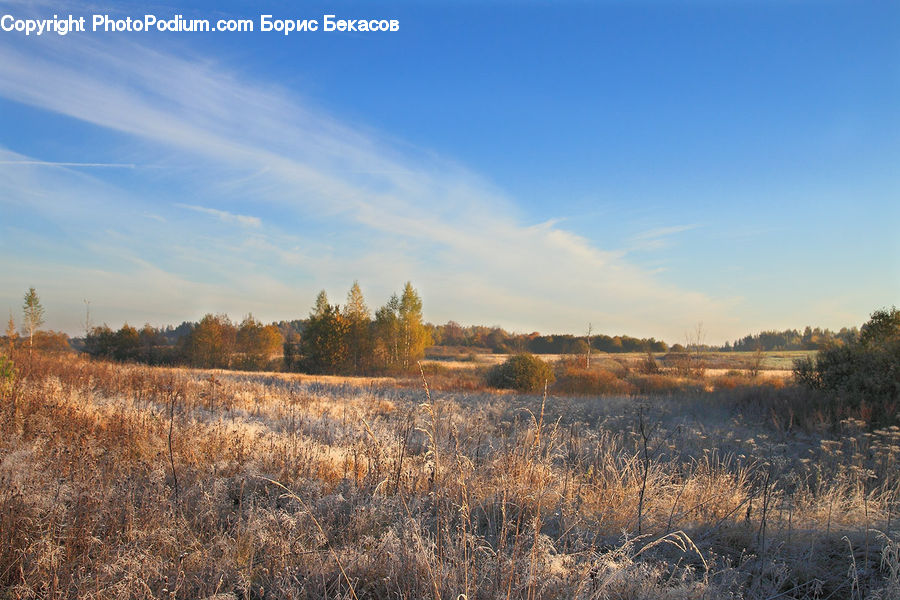 Field, Grass, Grassland, Plant, Land, Outdoors, Landscape