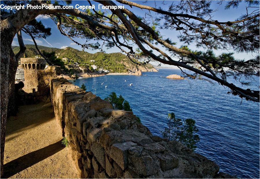 Oak, Tree, Wood, Plant, Coast, Outdoors, Sea