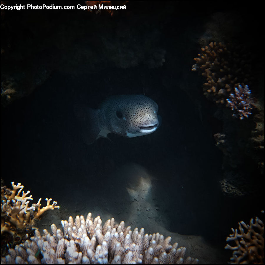 Eel, Fish, Sea Life, Invertebrate, Sea Anemone, Coral Reef, Outdoors