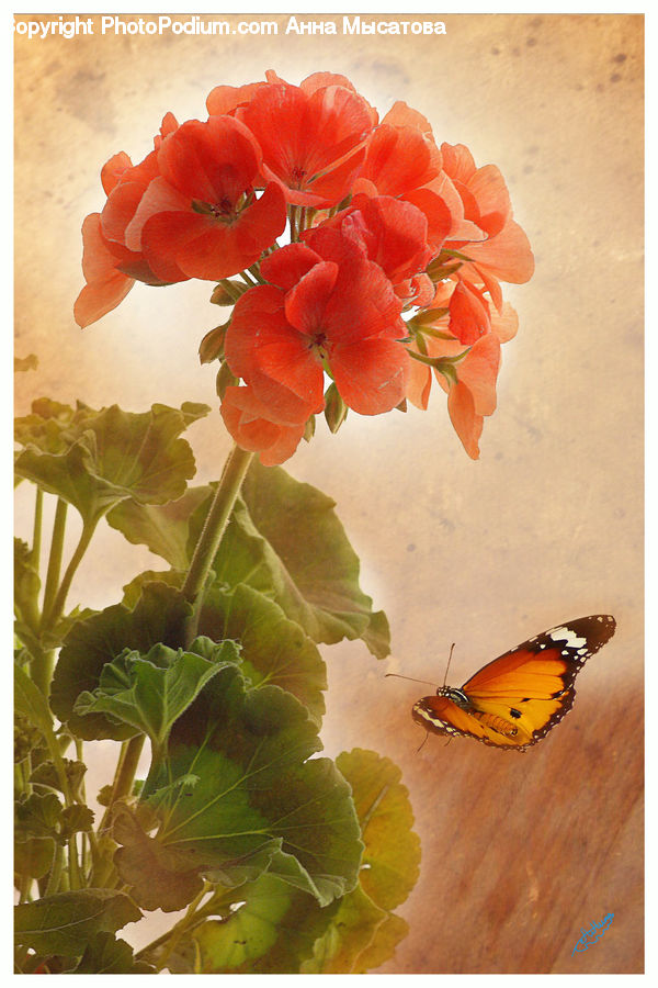 Blossom, Flora, Flower, Geranium, Plant, Floral Design, Flower Arrangement