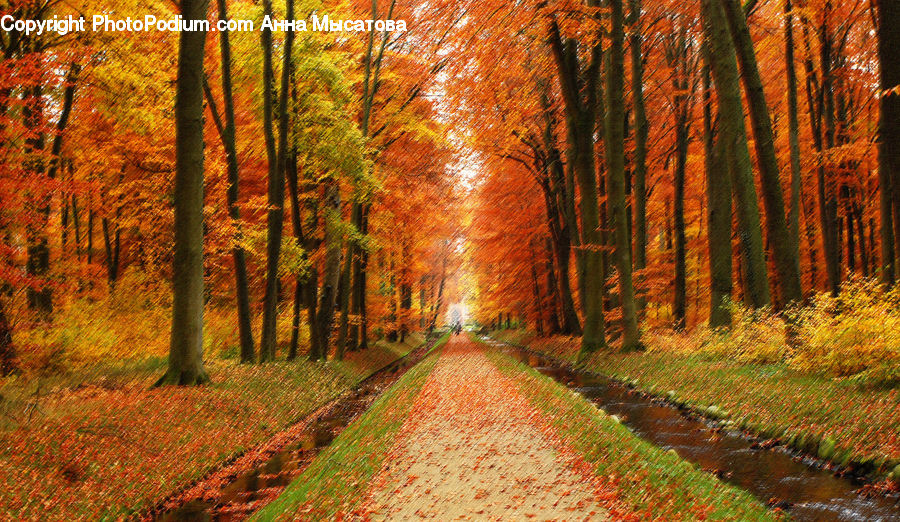 Path, Road, Walkway, Dirt Road, Gravel, Forest, Vegetation