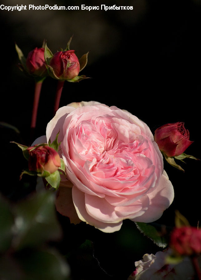 People, Person, Human, Blossom, Flower, Plant, Rose