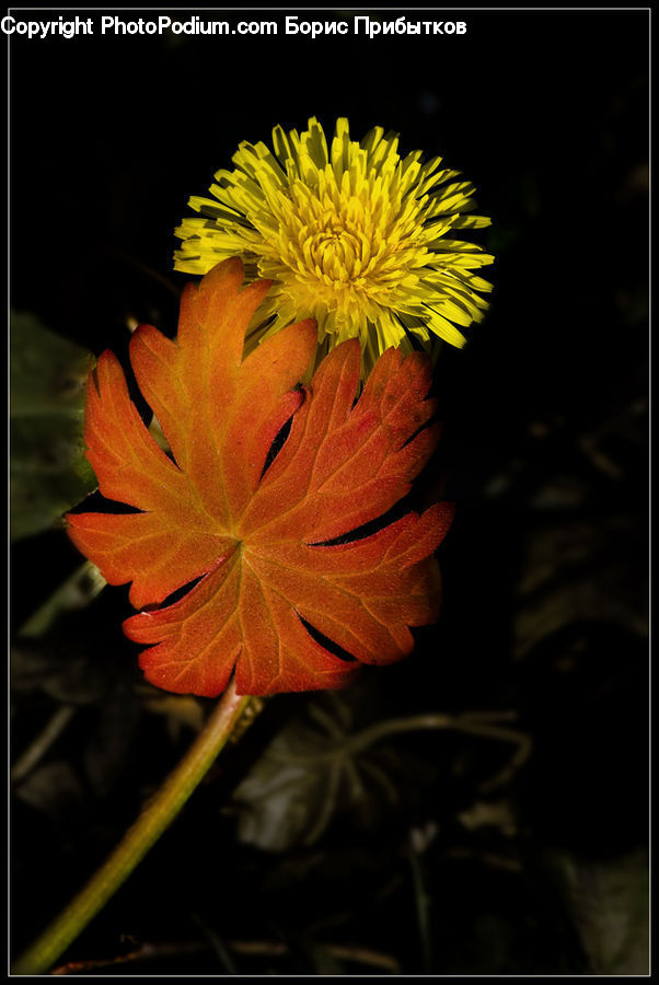 Blossom, Flora, Flower, Geranium, Plant, Cosmos, Treasure Flower