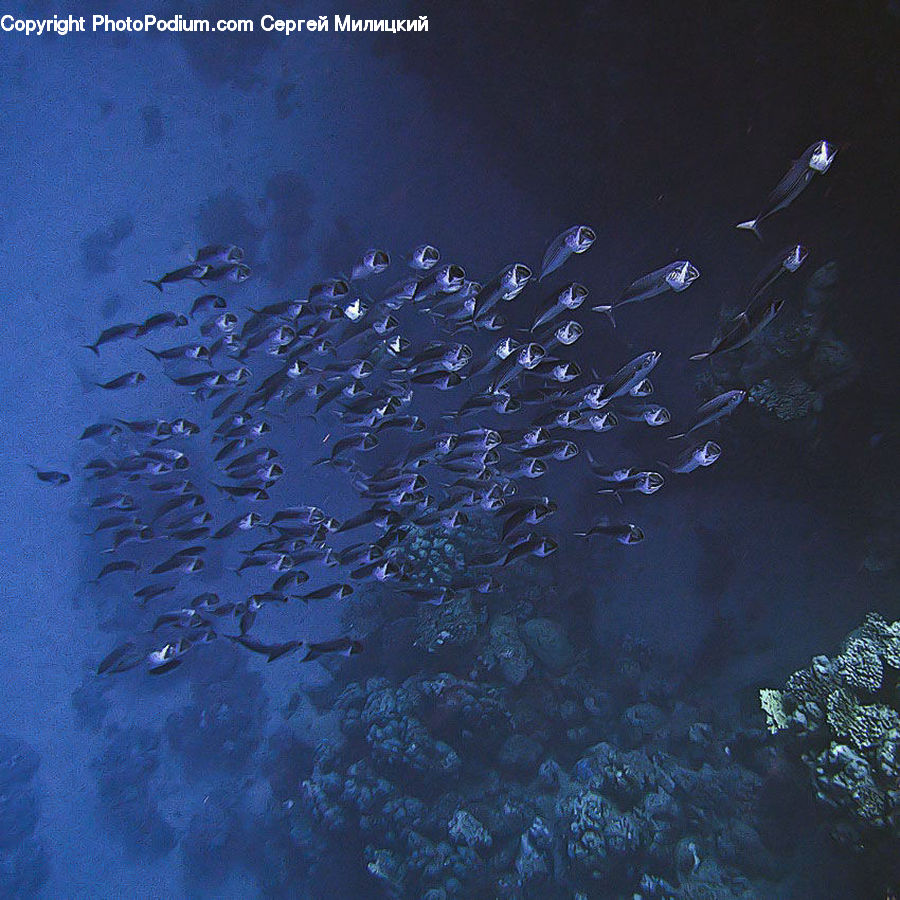 Coral Reef, Outdoors, Reef, Sea, Sea Life, Water