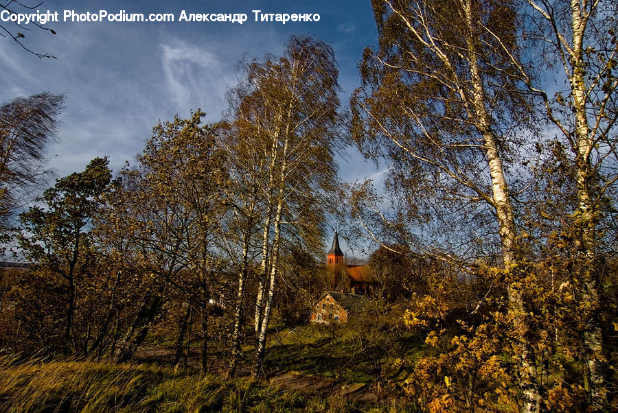 Birch, Tree, Wood, Conifer, Fir, Plant, Field