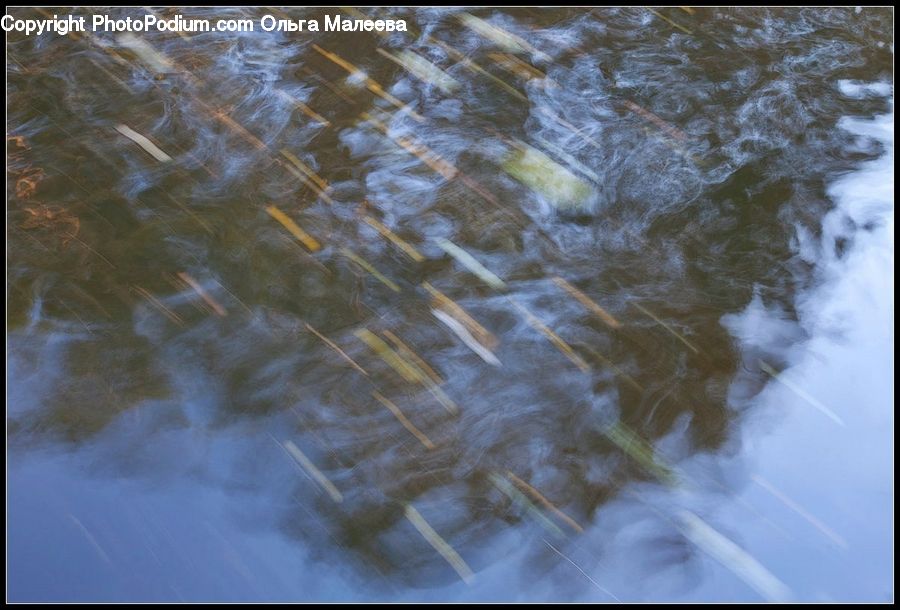 Land, Marsh, Pond, Swamp, Water