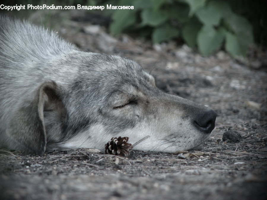 Animal, Canine, Collie, Dog, Mammal, Pet, White Dog