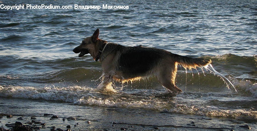Animal, Canine, Dog, German Shepherd, Mammal, Pet, Elephant