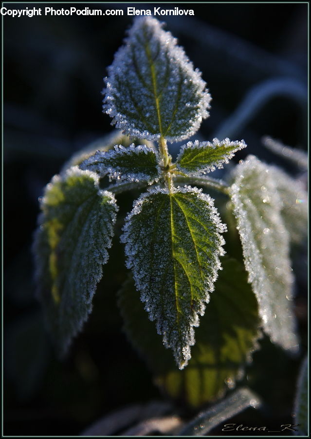 Frost, Ice, Outdoors, Snow, Smoke, Nebula, Outer Space