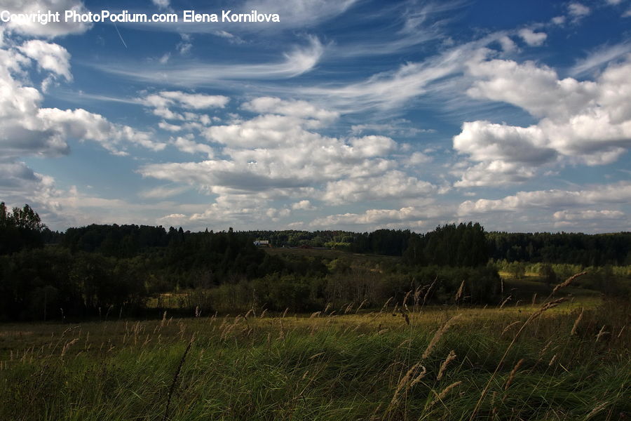 Cloud, Cumulus, Sky, Field, Grass, Grassland, Land