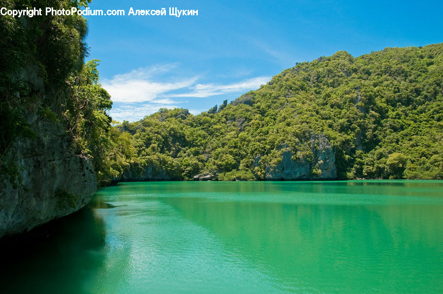 Plant, Tree, Forest, Jungle, Rainforest, Vegetation, Lake