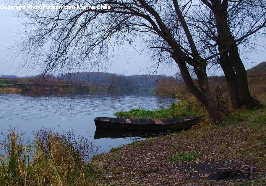 Boat, Canoe, Rowboat, Plant, Tree, Oak, Wood
