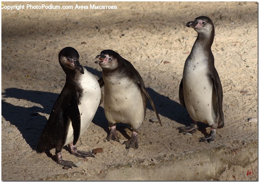 Bird, Penguin, Animal, Zoo, Arctic, Ice, Outdoors