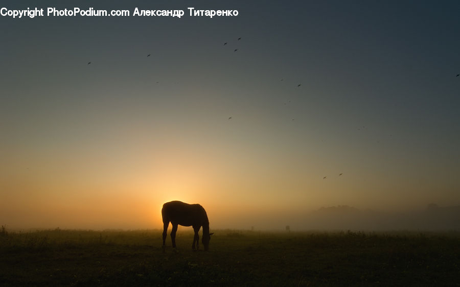 Animal, Horse, Mammal, Field, Grass, Grassland, Land