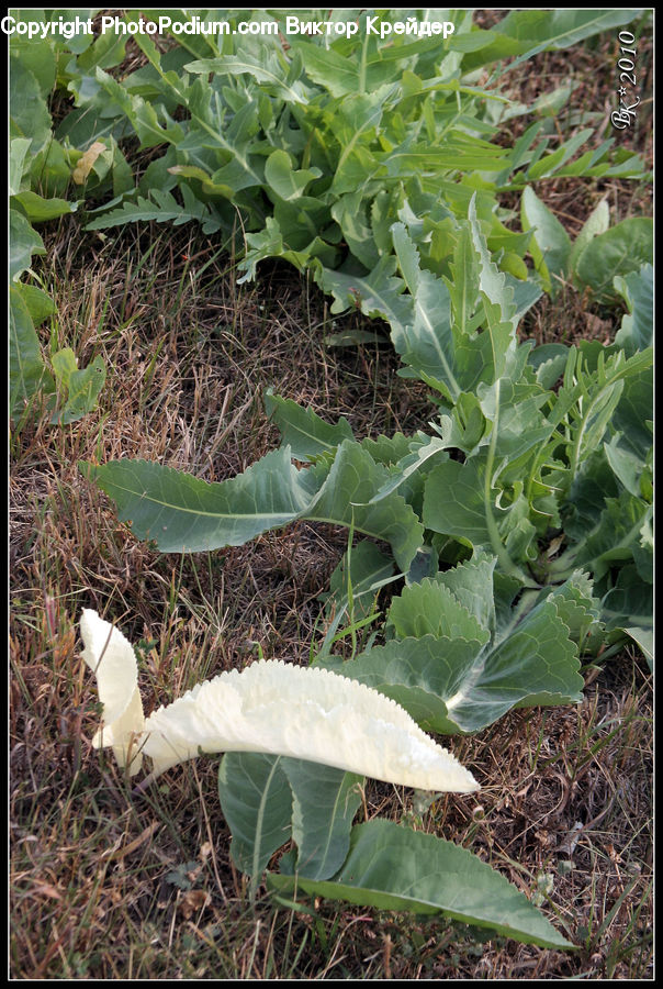 Kohlrabi, Plant, Vegetable, Agaric, Amanita, Fungus, Mushroom