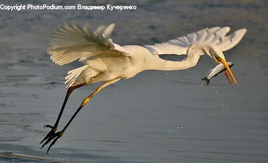 Bird, Crane Bird, Heron, Pelican, Ardeidae