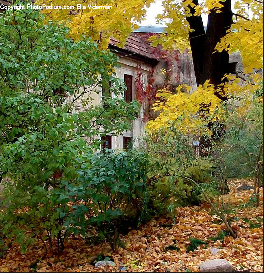 Plant, Potted Plant, Building, Cottage, Housing, Vine, Ivy