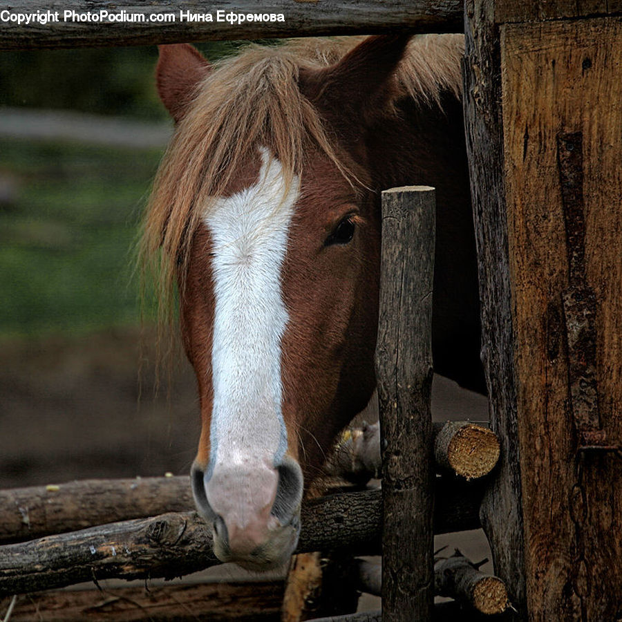 Animal, Colt Horse, Foal, Horse, Mammal