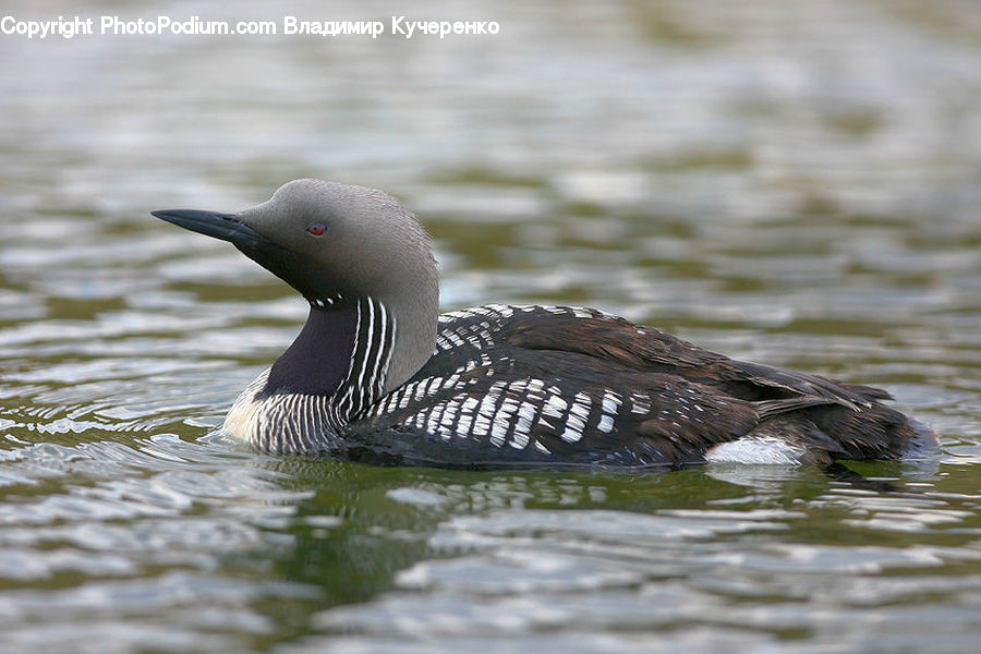 Bird, Goose, Waterfowl, Beak, Duck, Teal