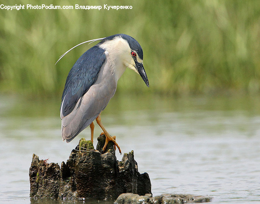Bird, Ardeidae, Beak, Head, Portrait, Stork, Crane Bird