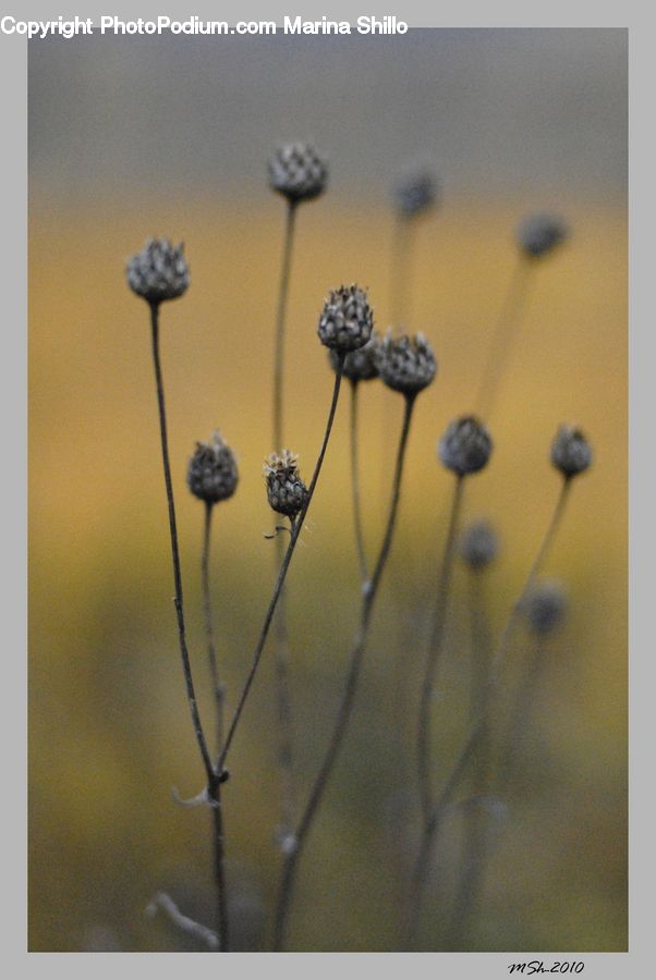 Dill, Plant, Weed, Accessories, Fiber, Flax, Flora