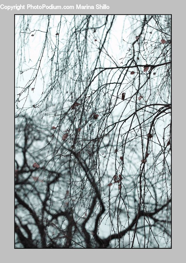Collage, Poster, Plant, Tree, Atlas, Map, Art