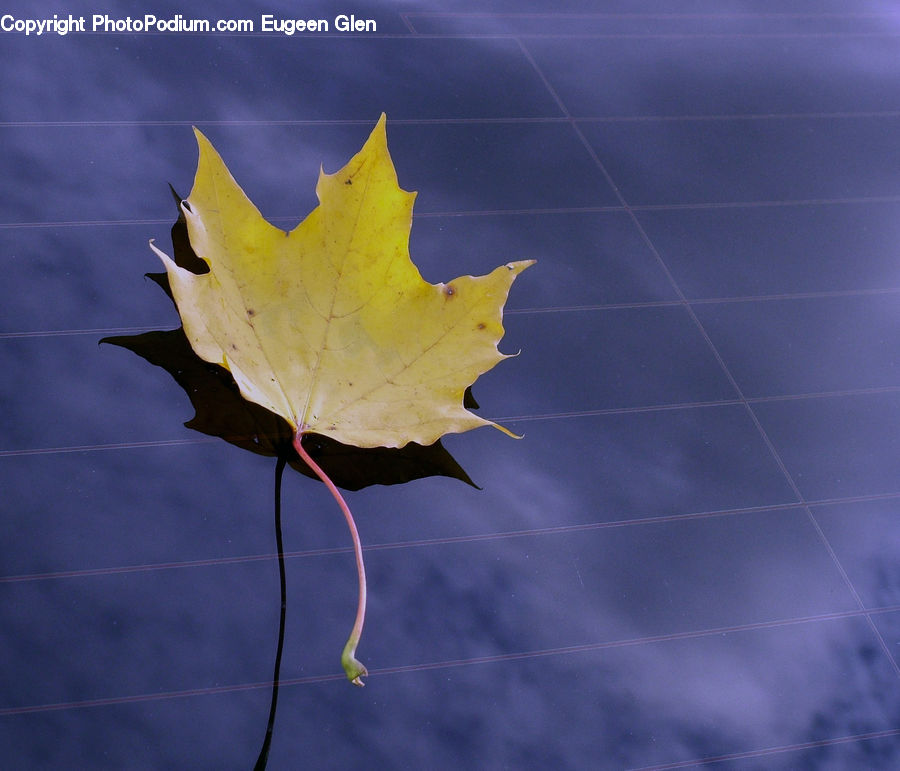 Maple, Maple Leaf, Plant, Leaf, Blossom, Flora, Flower