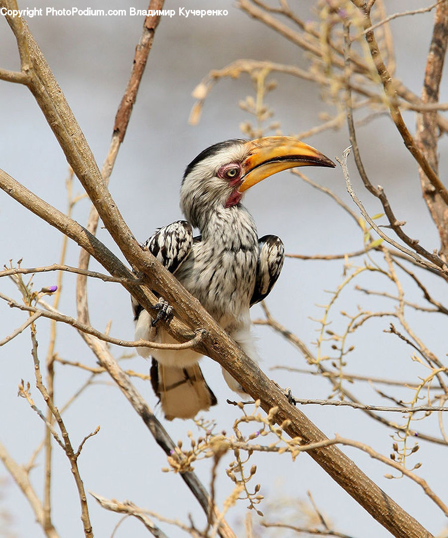 Bird, Flicker Bird, Woodpecker, Beak, Bee Eater, Birch, Tree